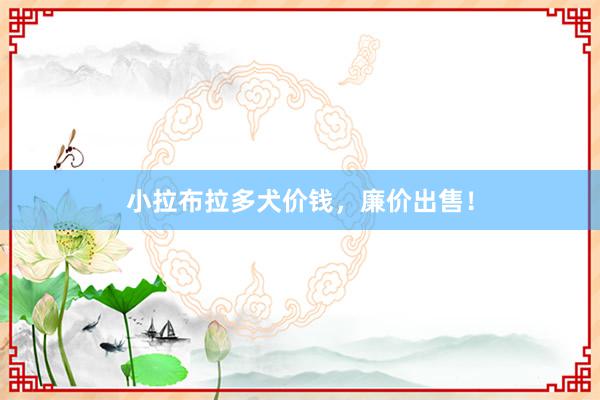 小拉布拉多犬价钱，廉价出售！